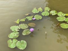 -大湾区中央湿地公园