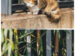 -上海滨江森林公园