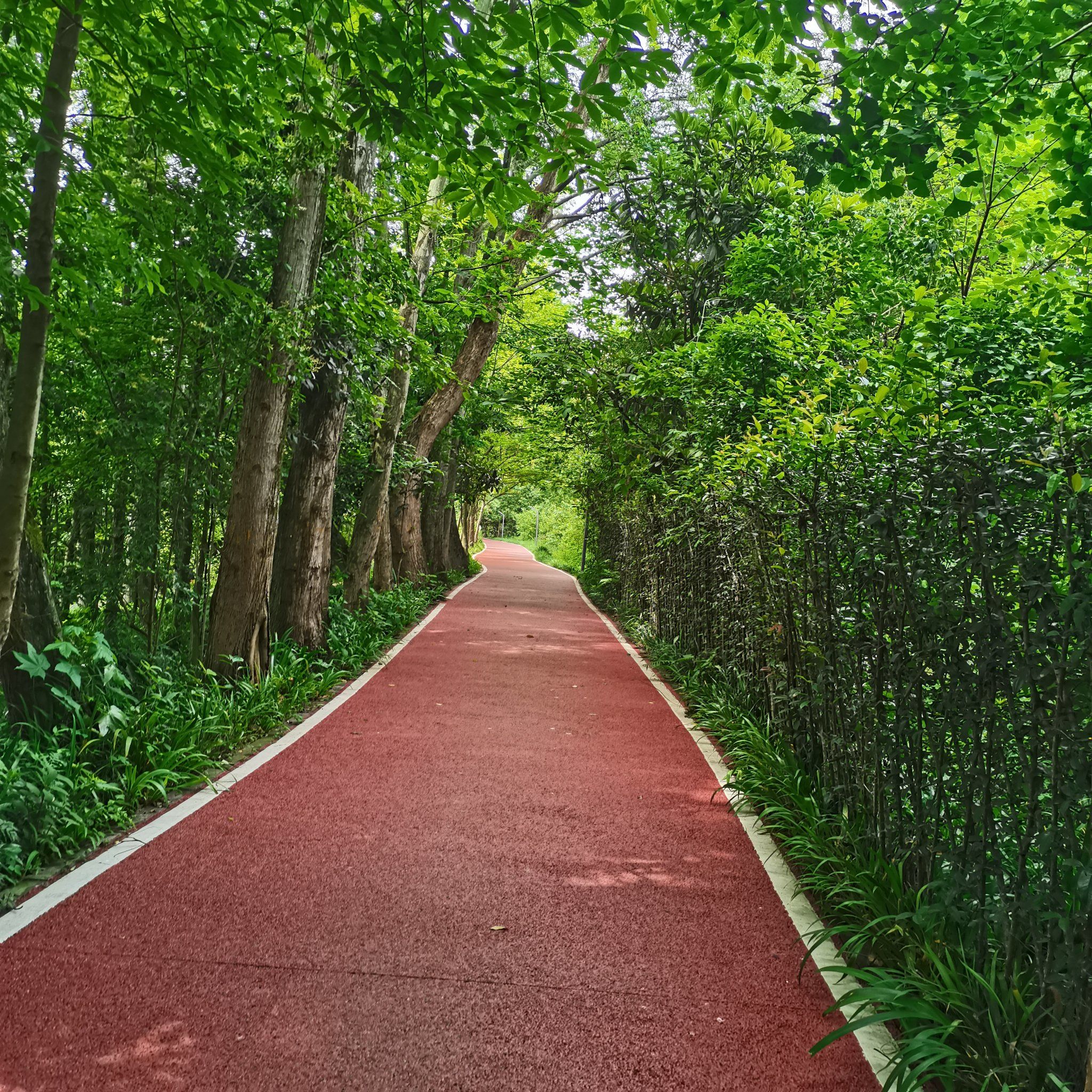 温江北林绿道打卡
