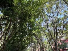 -深圳国际园林花卉博览园