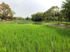 -昆山城市生态森林公园