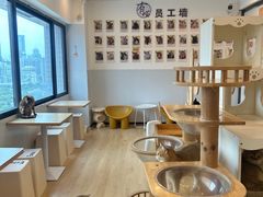 -有喵·猫咖·狗咖·30几只猫10只小狗(岗厦店)