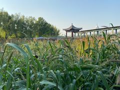 -莲花池公园