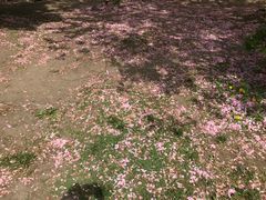 -北海道厅旧本厅舍(旧本庁舎)