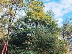 -鼓岭旅游度假区