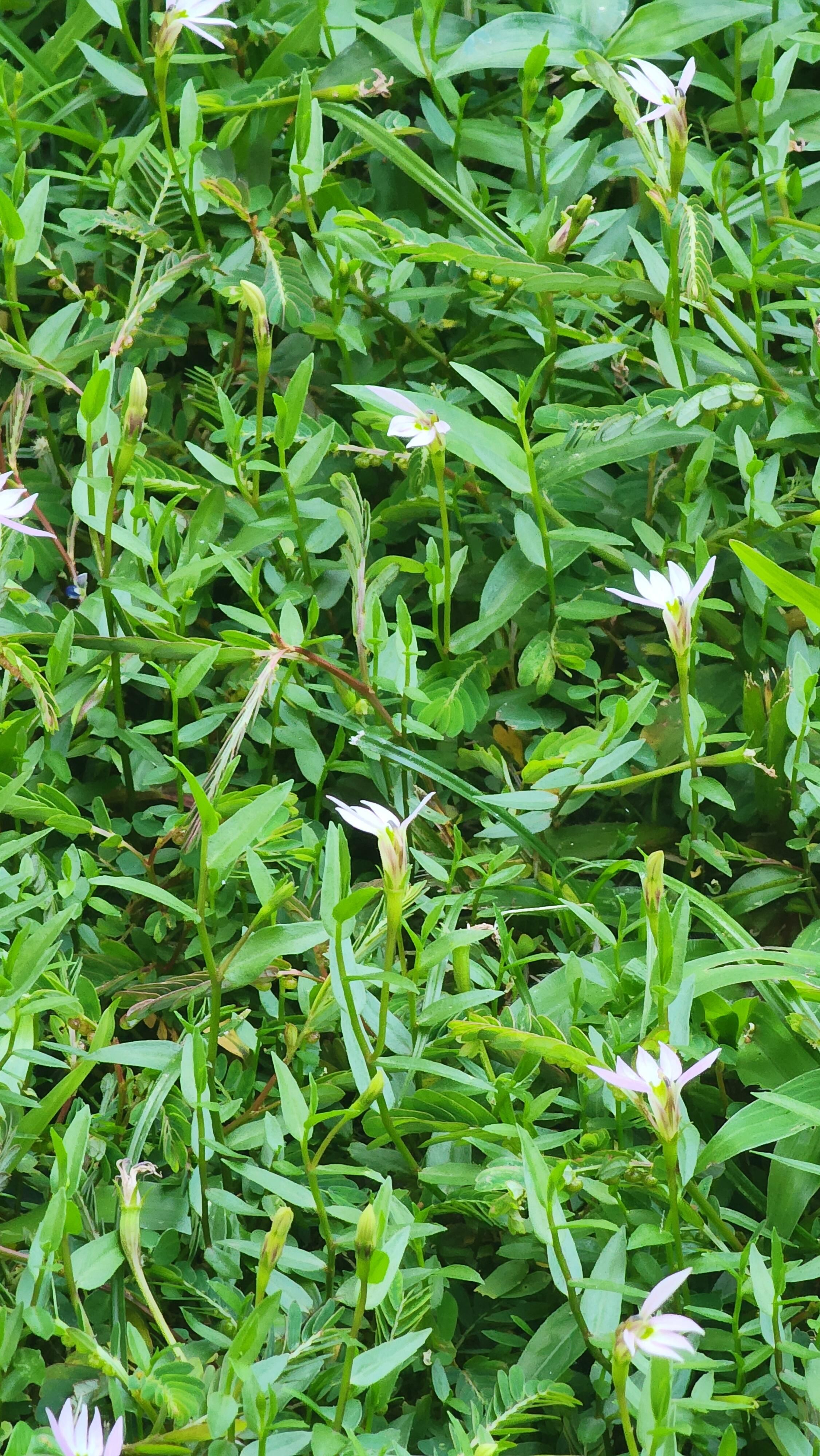 🌿🌸【每日一植·半边莲】