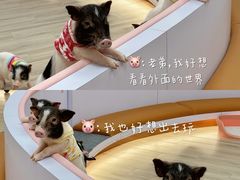 -猪盟咖啡店(玖洲道店)