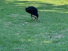 -墨尔本皇家植物园