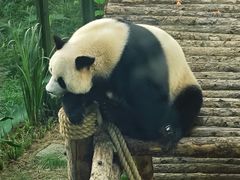 -大连森林动物园