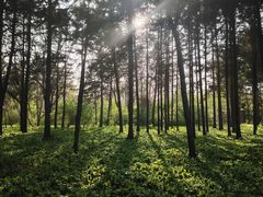 -黑龙江省森林植物园