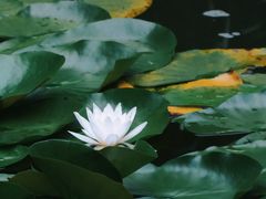 -郑州植物园