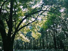 -灵岩山风景区