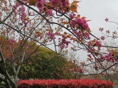 -高东镇樱花园