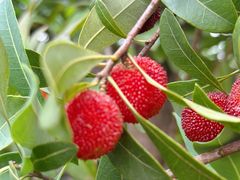 -塘栖枇杷特色园区