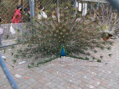 -长白岛森林公园