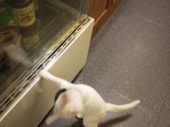 -猫色咖啡·猫咖