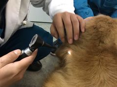 -安安宠医·安宠宠物医院