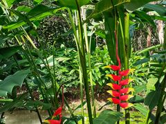 -中国科学院西双版纳热带植物园