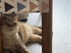 -美联众合动物医院·24h转诊中心