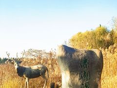 -溱湖国家湿地公园