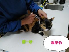 -美联众合宠物医院·爱萌分院·内外科·猫科中心