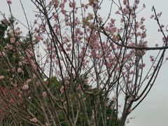 -观澜湖生态运动公社