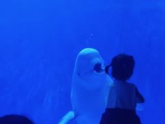 -多彩贵州城极地海洋世界