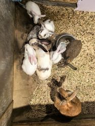 -酷嗒动物文化乐园(cutezoo西溪乐天城店)