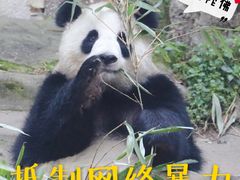 -成都动物园