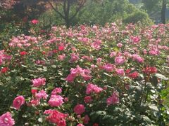 -大塘金香草谷