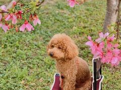 -天适樱花悠乐园