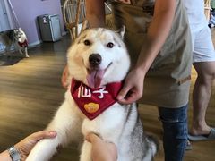 -Husky Go! 哈士奇体验馆·宠物咖啡厅狗咖