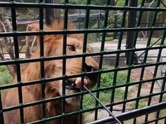 -深圳野生动物园