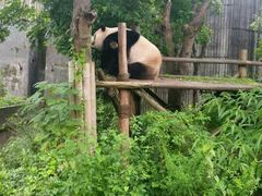 -成都大熊猫繁育研究基地