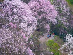 -九皇山景区