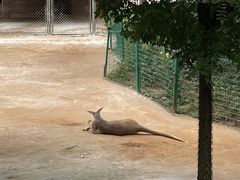 -石家庄市动物园