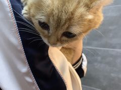 -美联众合宠物医院·爱萌分院·内外科·猫科中心