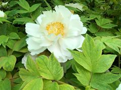 景点-洛阳国花园