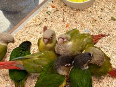 -帕帕拉兹宠物(亚洲旗舰店)