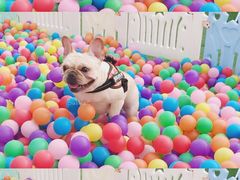 -汪说喵讲宠物乐园宠物酒店(红星美凯龙店)