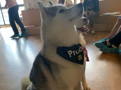 -Husky Go! 哈士奇体验馆·宠物咖啡厅狗咖