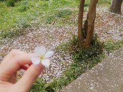 -武汉大学-樱园