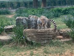 -秦皇岛野生动物园