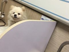 -北京观赏动物医院·24小时大型综合·猫专科·异宠专科
