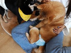 -南京Hallo宠物乐园·哈罗犬舍·柴犬繁育基地