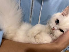 -楼上猫咖(罗湖店)