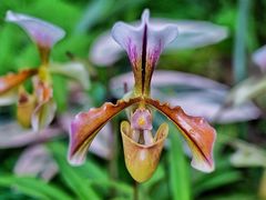 -中国科学院华南植物园