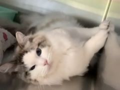 -艾贝尔宠物诊疗