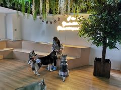 -Husky Go! 哈士奇体验馆·宠物咖啡厅狗咖