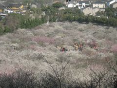 -香雪海
